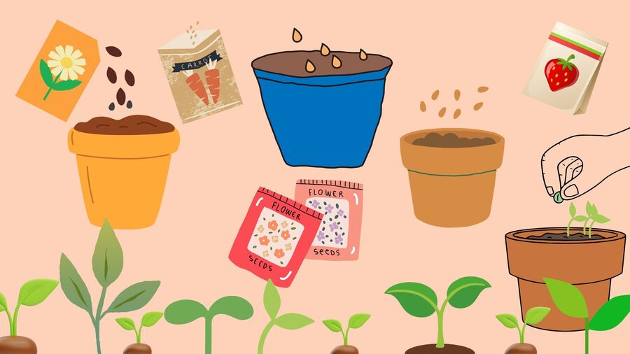 Blomsterpotter med frø